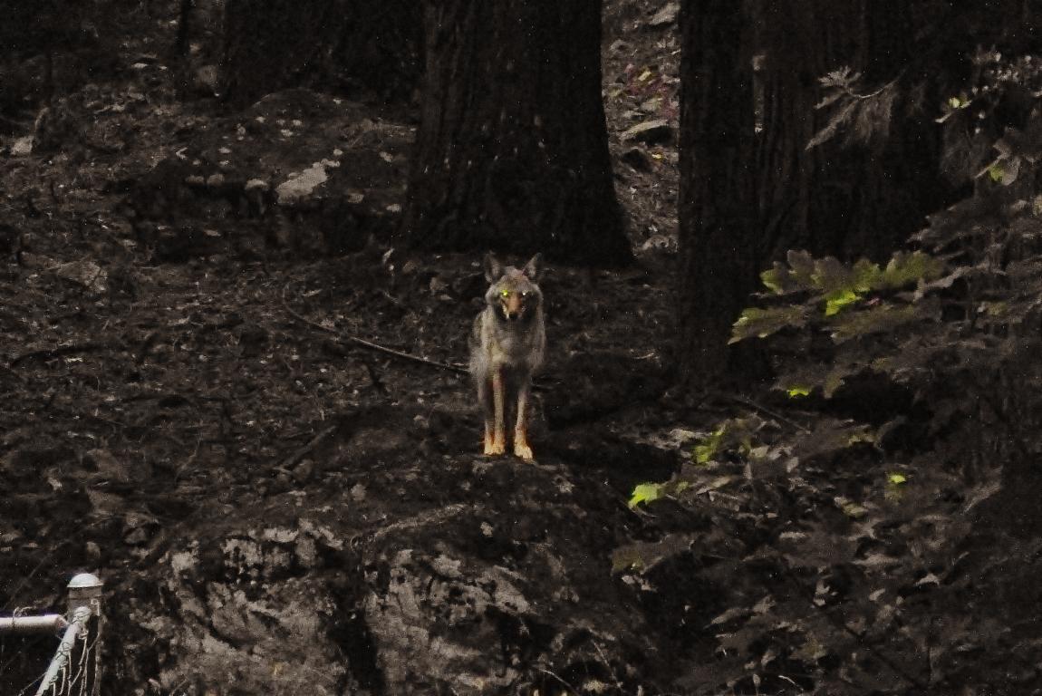 Curious Coyote